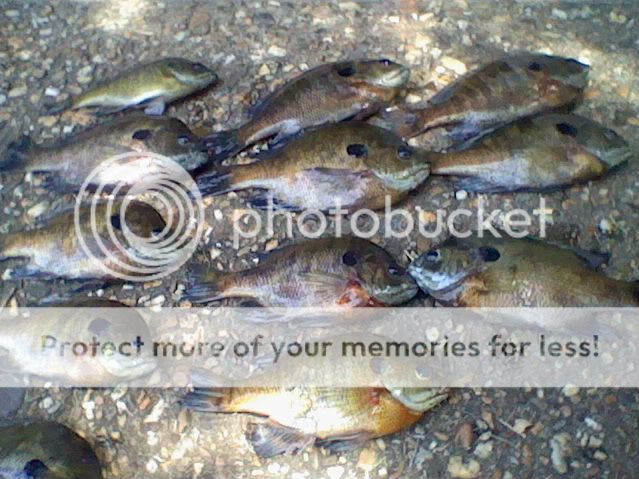 fishPicture001.jpg picture by fishingpro