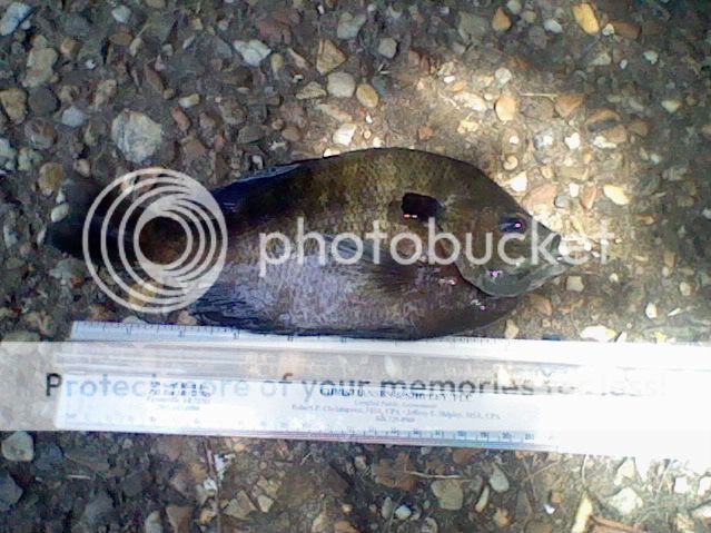 fishPicture004.jpg picture by fishingpro