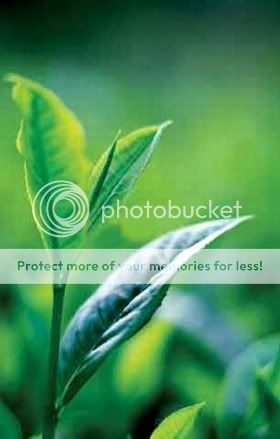 Tea Leaf Image Pictures, Images and Photos