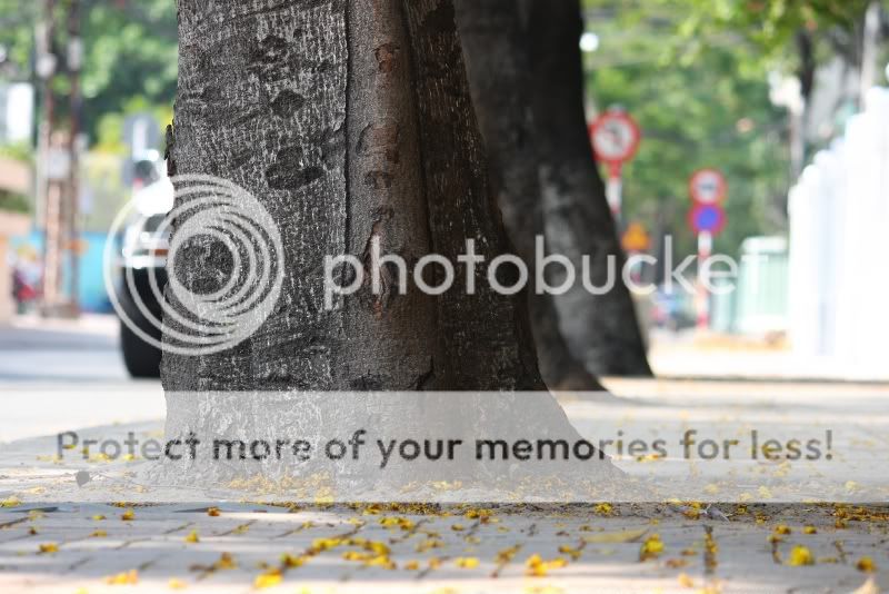 IMG_2210.jpg picture by hagiangphan