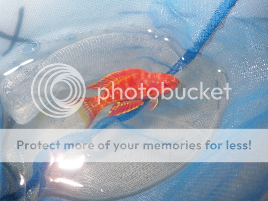 100 3708 - Lets See Your Wrasse!