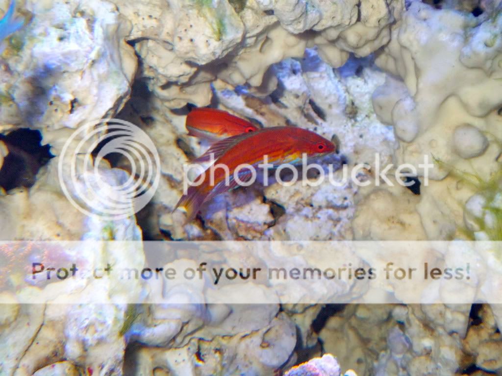 100 3709 - Lets See Your Wrasse!