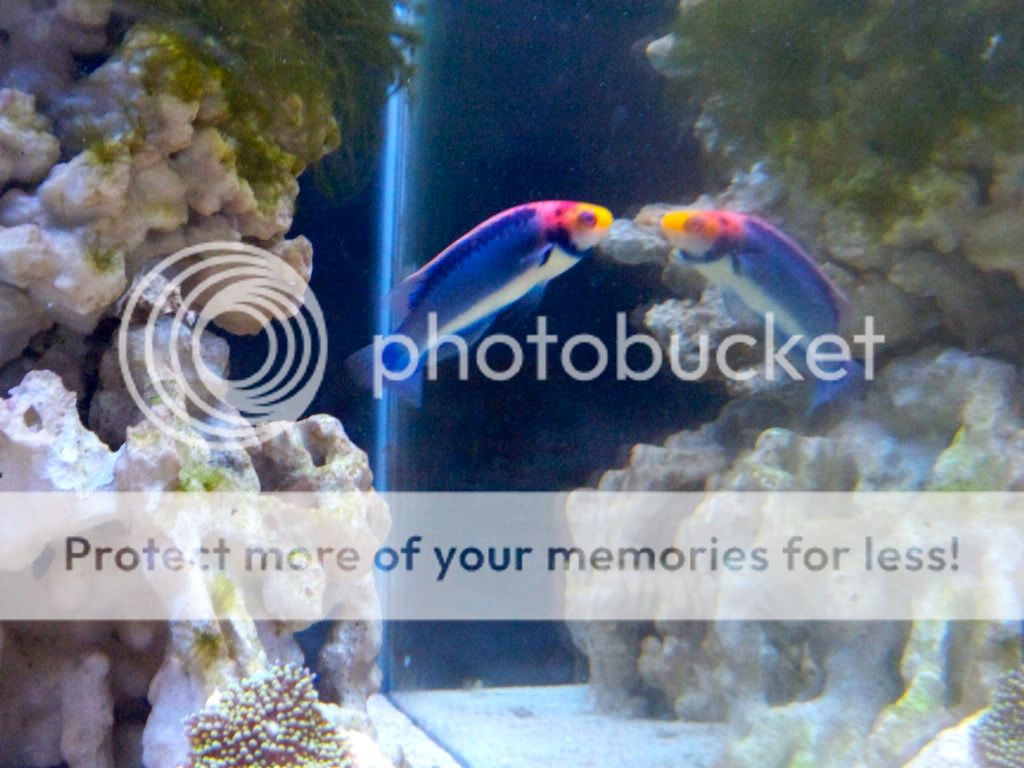 100 3746 - Lets See Your Wrasse!