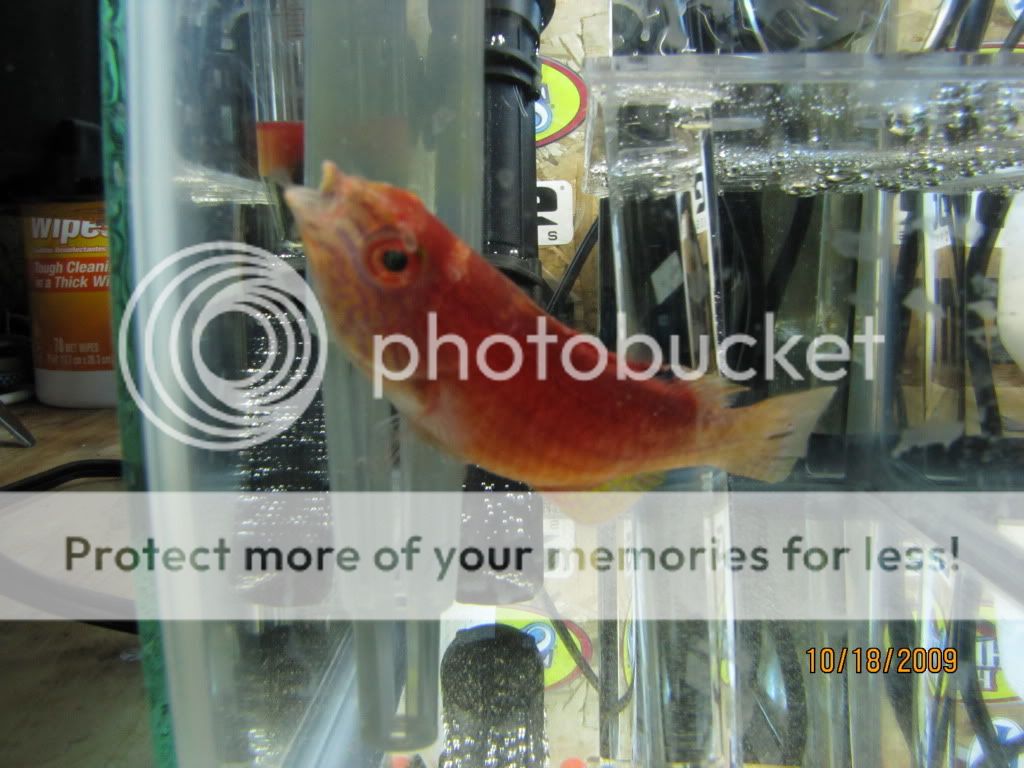 IMG 0064 - Stupid Wrasse