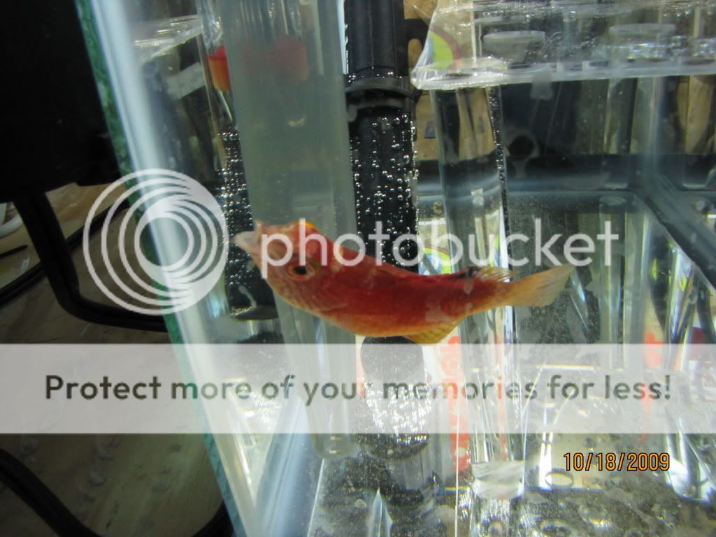 IMG 0066 - Stupid Wrasse