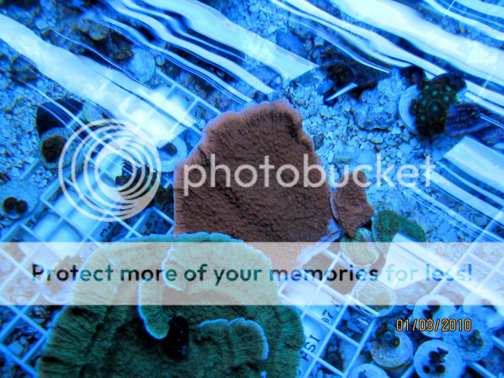 IMG 0531 - What are you bringing to the MMMC swap on 1/31?