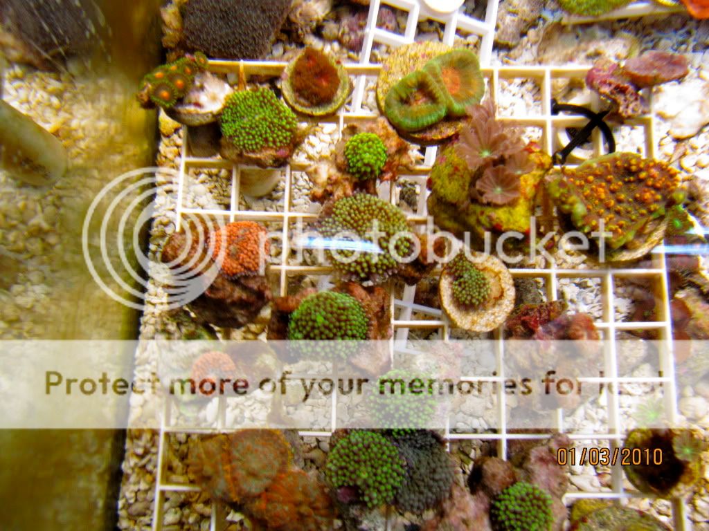 IMG 0534 - What are you bringing to the MMMC swap on 1/31?