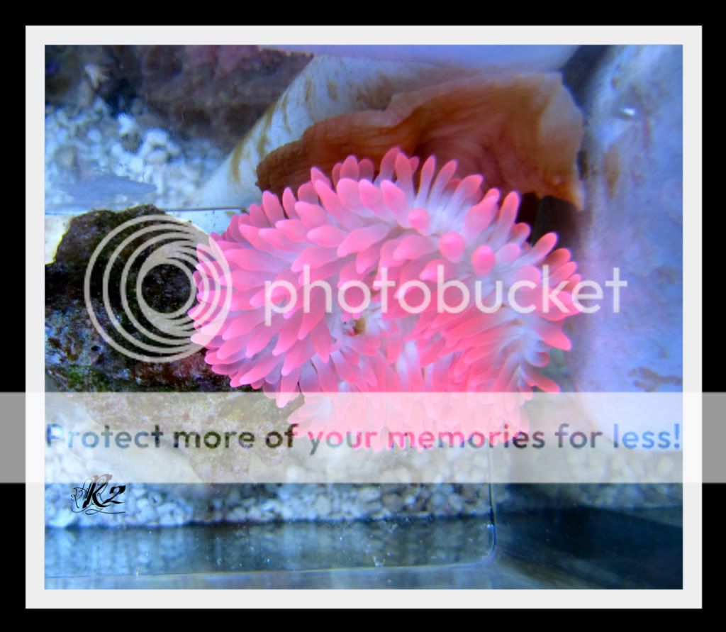 SOLD AMAZING Pink Bubble Tip Anemone - Michigan Reefers