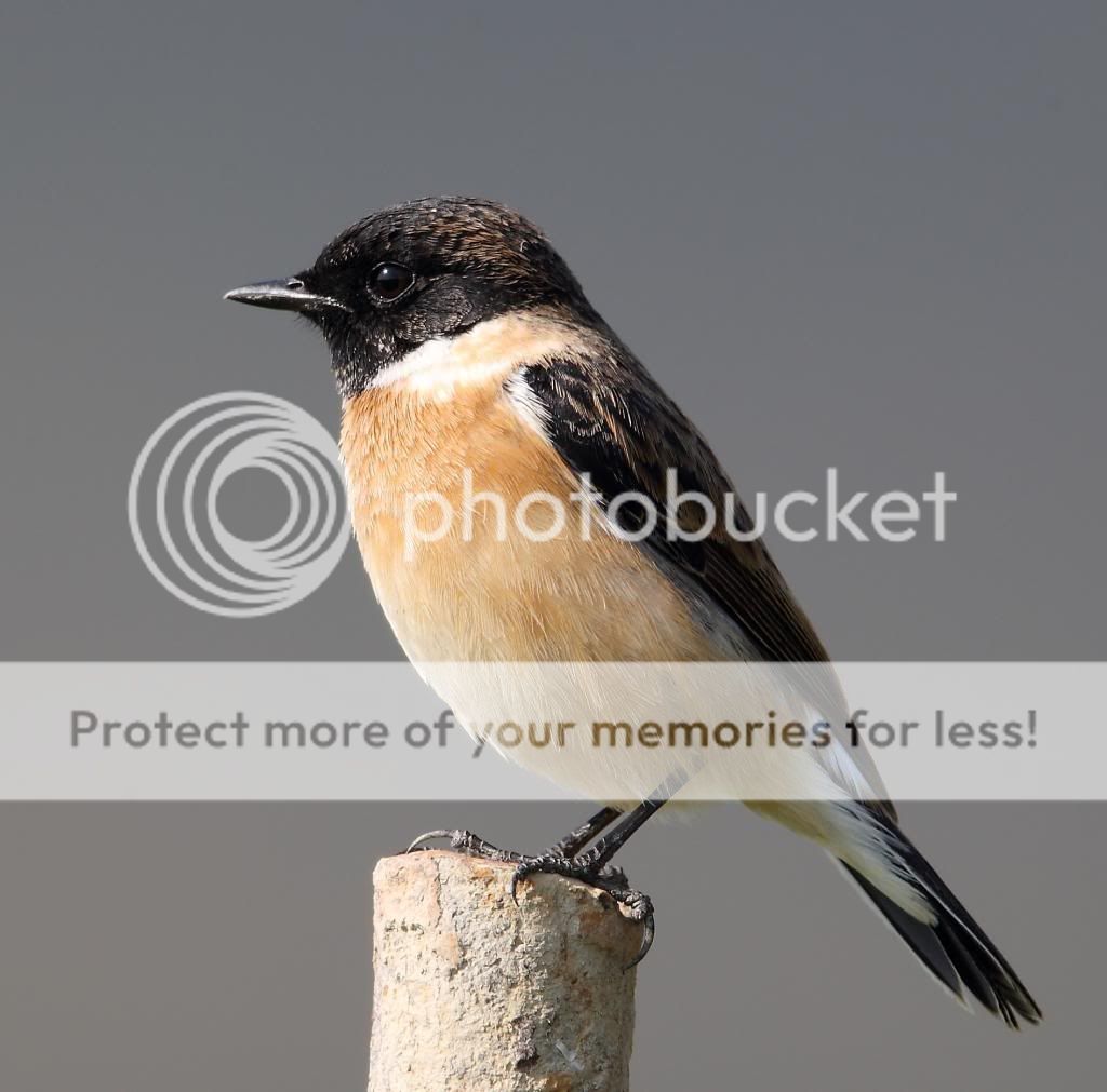  photo 1DX_5389rrr.jpg