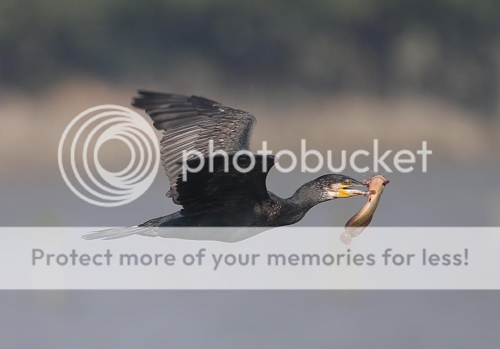  photo 1DX_6735sharp.jpg