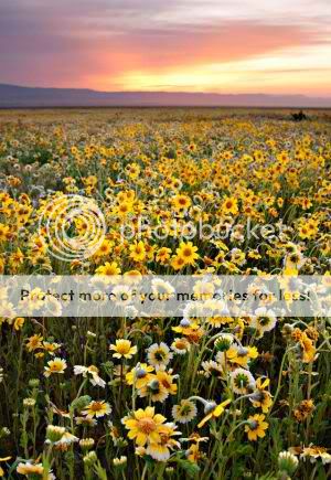 WildflowersPar59460Image3004351.jpg