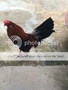 Cần bán cặp gà lai cho ae đổ mái gà tre - 3