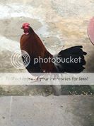 Cần bán cặp gà lai cho ae đổ mái gà tre - 2