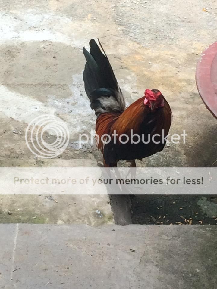 Cần bán cặp gà lai cho ae đổ mái gà tre - 1