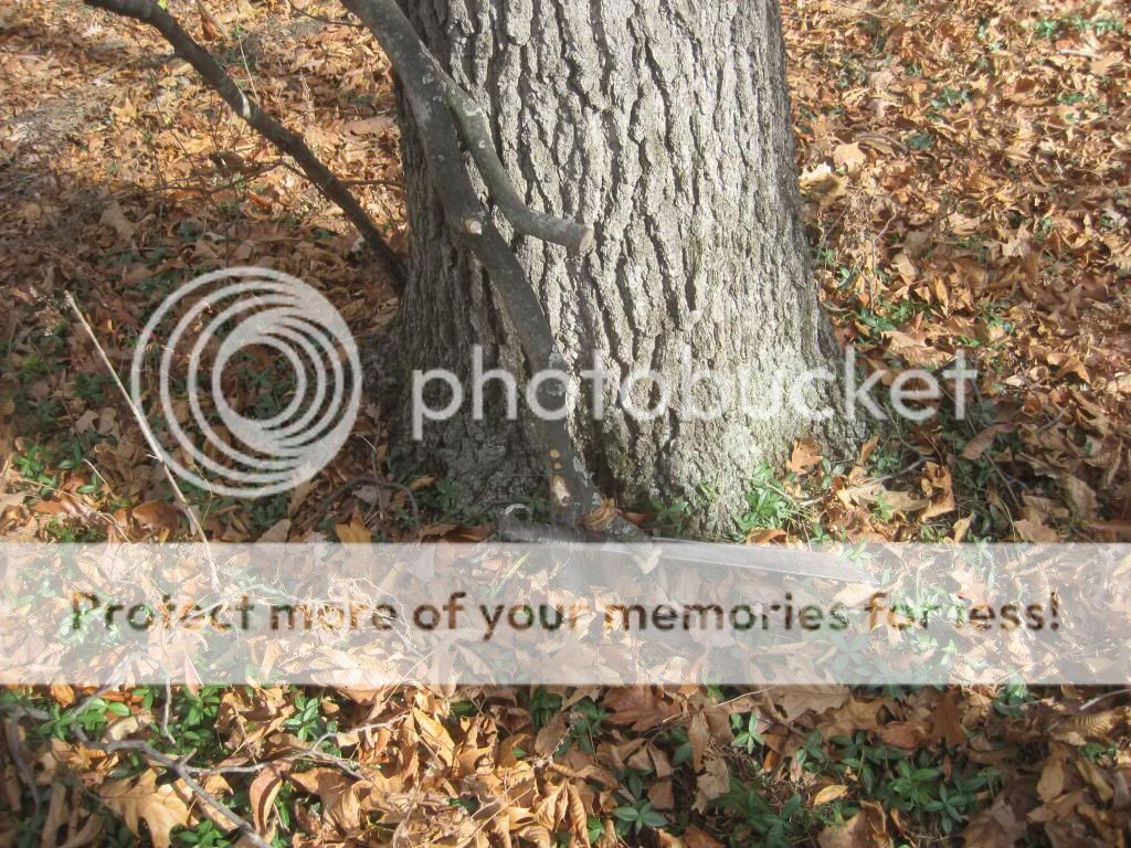 Black Cherry Tree Sap? Bushcraft USA Forums