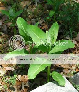 Deadly Look Alikes For Wild Edibles Bushcraft Usa Forums